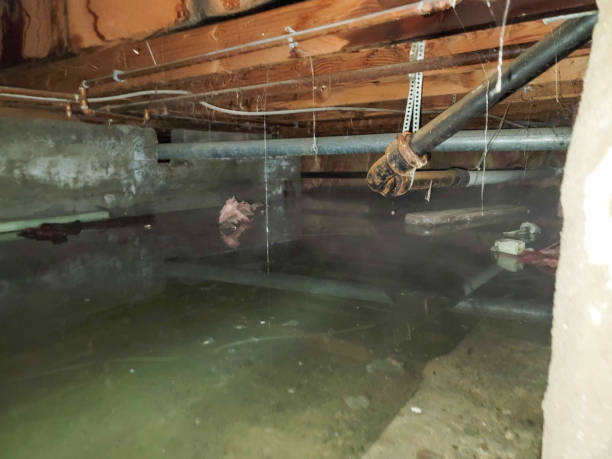Best Flood restoration services  in Keene, TX