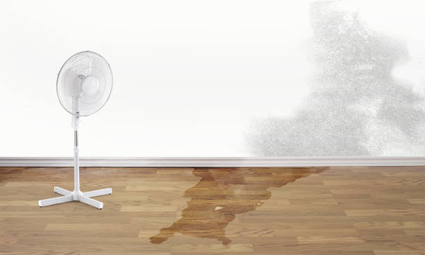 Best Mold removal after water damage  in Keene, TX